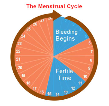How to find out when a woman is most fertile to get pregnant