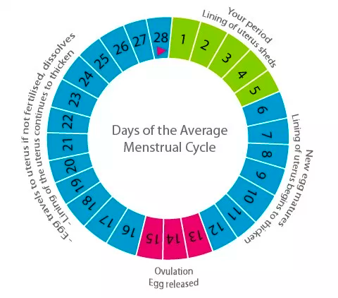 Normal days between menstrual clearance cycle