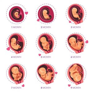 pregnancy calendar - Healthtips by TeleMe