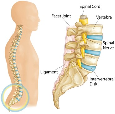 Cervical Spine Anatomy - ShimSpine