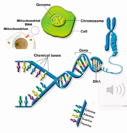 Genetic Testing - Healthtips by TeleMe