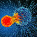 Immunotherapy for Cancer